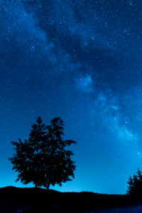 European Wild Pear and Milky Way, nocturnal landscape European Wild Pear and Milky Way, nocturnal landscape